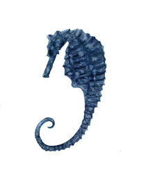 Seahorse, watercolor illustration, blue seahorse, wildlife, ocean life by Ellen Paul watercolor
