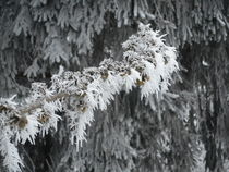 Winter in Westfeld by Kristin König-Salbreiter