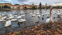 Swans on Vltava River, Prague, Czech Republic von Tomas Gregor