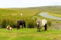 Wilde Ponies im Brecon Beacons National Park by gscheffbuch