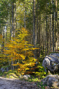 Herbstfarben vor dem Nadelwald von Bernhard Kaiser
