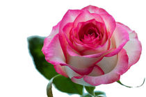 Beautiful pink rose with leaves on a wite background. by Sergii Petruk