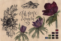 Anemone flower, illustration, watercolor by Ellen Paul watercolor
