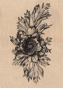 Anemone, flower, botanical von Ellen Paul watercolor