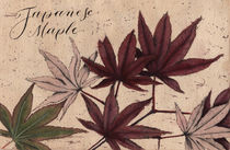 Japanese maple, red maple, floral, flower, botanical, watercolor von Ellen Paul watercolor