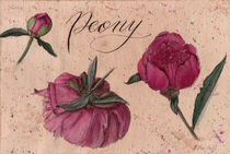 Peony, flower, floral, botanical, vintage style, watercolor by Ellen Paul watercolor