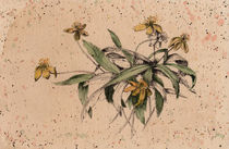 Raninculus, flower, vintage style, illustration, watercolor by Ellen Paul watercolor