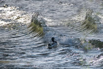 Chiemsee Ente -  Against the wave by Chris Berger