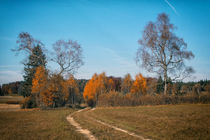 Herbstimpression Irndorfer Hardt I - Naturpark Obere Donau by Christine Horn