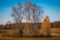Herbstimpression Irndorfer Hardt II - Naturpark Obere Donau by Christine Horn