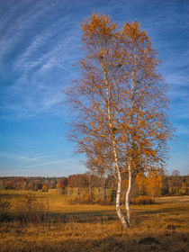 Herbstimpression Irndorfer Hardt IV - Naturpark Obere Donau by Christine Horn