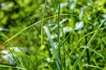Seifenblase im Gras by Claudia Evans