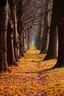 Weg in den Herbst by Peter Hebgen