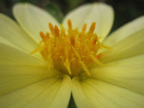 Blütenherz - Floral Heart von lito-ovisa