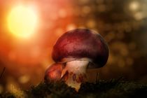 Pilze im Wald von Claudia Evans