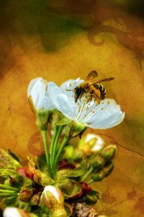 'Pollenflug' von Claudia Evans