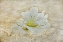 Zarte Amaryllis - Blüte von Claudia Evans