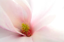 Blüte der Magnolie von Martin Wunderlich