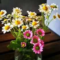 Blumen von Erna Schröder