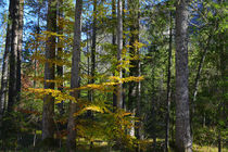 Herbst im Wald by Bernhard Kaiser