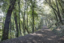Path Between Trees (Santa Pau, Catalonia) von Marc Garrido Clotet