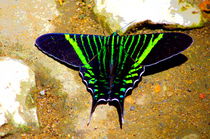 Moth of Colombia's tropical rainforest von Daniel Steeves