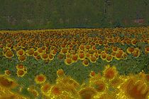 Sonnenblumen von alana
