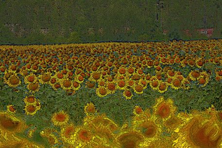 Sonnenblumen-2