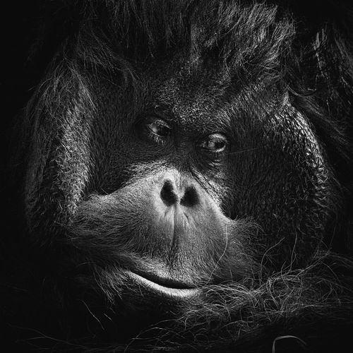 Orangutan-maennlich-4445-wien-2017-se