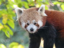 Kleiner Panda von maja-310