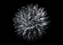 Backyard Flowers In Black And White 20 by Brian Carson
