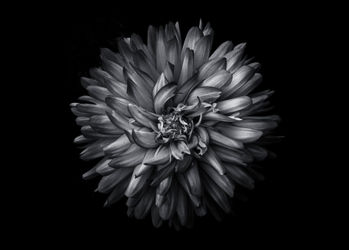Backyard-flowers-in-black-and-white-20-5x7