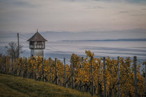 Winzerturm in den Weinbergen von Meersburg - Bodensee by Christine Horn