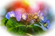 Blütentraum   -   Blossoms dreams  von Claudia Evans