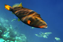 Gelbschwanz Druecker Fisch,  Balistapus undalatus , Biyadhoo Island Sued Male Atoll  Malediven  von travelstock44