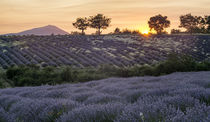 blühender Lavendel bei Banon, Vaucluse, Alpes-de-Haute-Provence,  by travelstock44