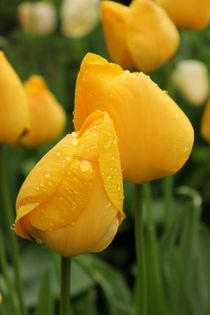 Frische Tulpen von heimatlandleben