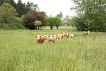 Neugierige Hinterwälder Rinder in Konstanz von heimatlandleben