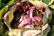 Farbenfroher Radicchio Salat von heimatlandleben