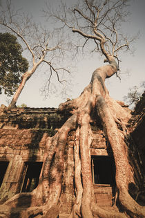 Ta Phrom Tempel im Dschungel, Angkor Wat Tempel, Kambodscha, von travelstock44