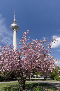 Kirschblüte, Alexanderplatz, Fernsehturm, Berlin  von travelstock44
