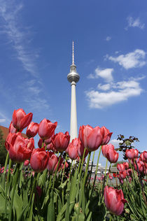 Tulpen Frühling, Alexanderplatz, Fernsehturm, Berlin  by travelstock44