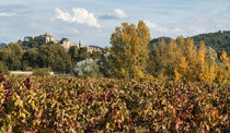 Weinreben,  Ansouis, Luberon, Provence, by travelstock44