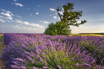 Lavendelfeld , Lavandula angustifolia, Valensole Hochebene , Frankreich  by travelstock44