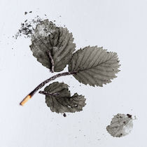 The Leaves by Stanislav Aristov