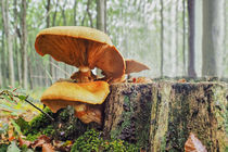 Pilze am Baumstumpf von Christoph  Ebeling