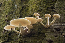 Pilzfamilie von Christoph  Ebeling