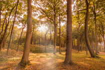 Herbstwald im Sonnenschein by Christoph  Ebeling
