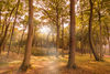 Herbstwald-im-sonnenlicht