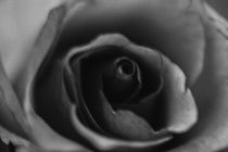 Roses von Petra Dreiling-Schewe